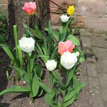Am Burgenring - Kostenloser Parkplatz, Zentrum, Self Check-in, Kueche Casa de hóspedes