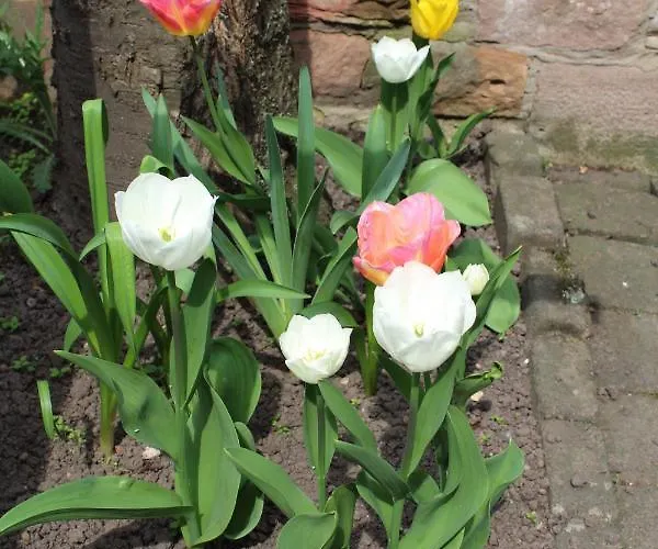 Am Burgenring - Kostenloser Parkplatz, Zentrum, Self Check-in, Kueche Vendégház